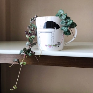 String of Hearts plant photo by @Nataleaf named Harry Clarke on Greg, the plant care app.