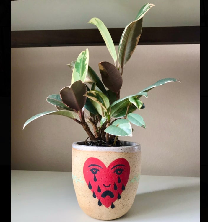 Why Are My Variegated Rubber Tree Leaves Droopy?