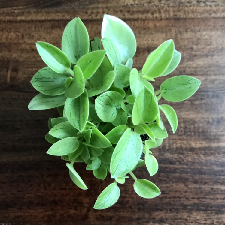 Teardrop Peperomia plant with vibrant green leaves, well-framed and in focus.