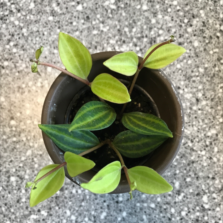 Top view of a Radiator Plant in a pot with visible soil and healthy green leaves.