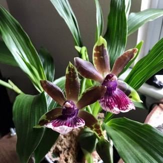 Zygopetalum Orchid plant in New Orleans, Louisiana