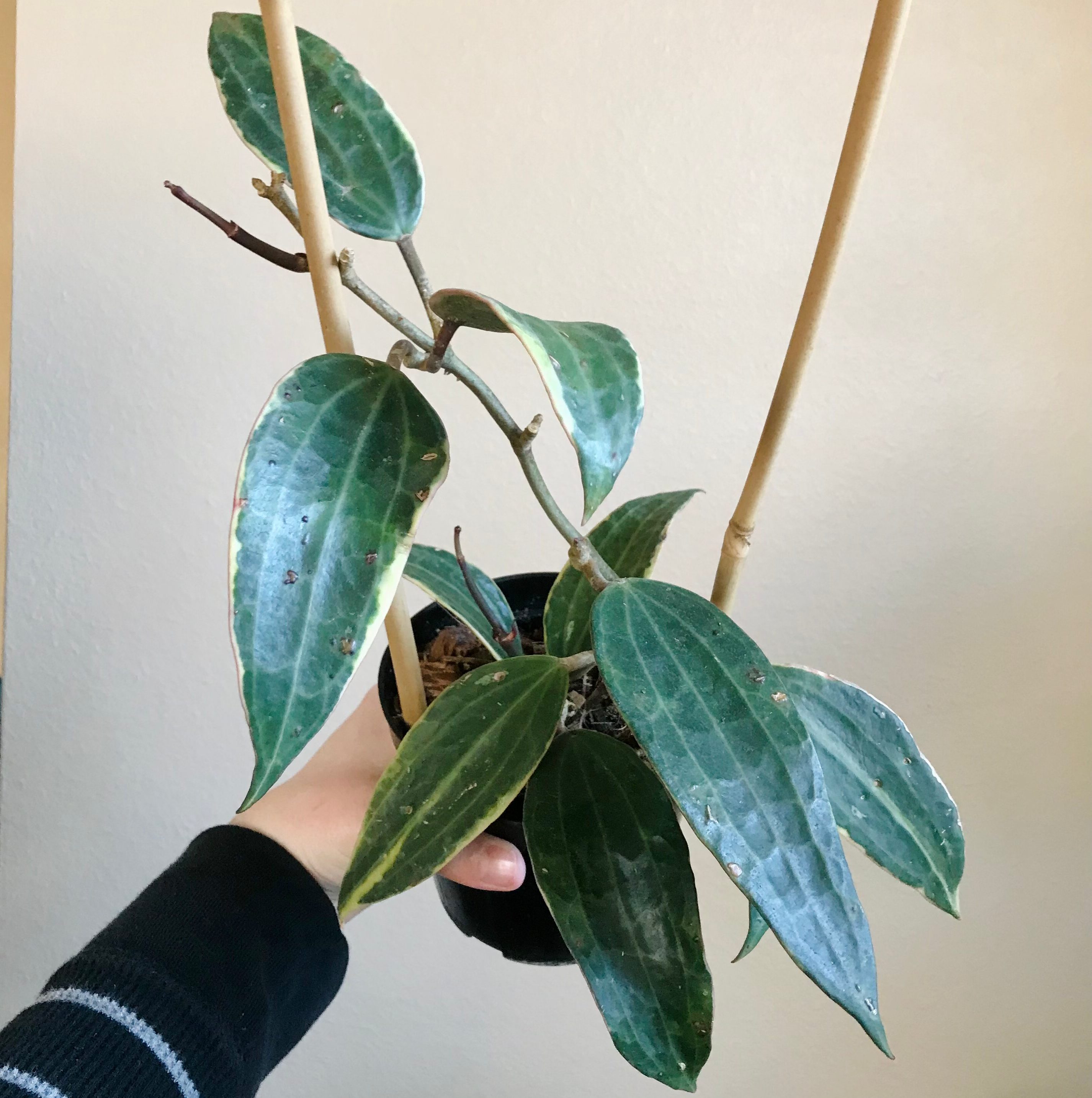 Hoya macrophylla 'Albomarginata' plant with variegated leaves, held by a hand.