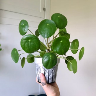 Chinese Money Plant plant in New Orleans, Louisiana