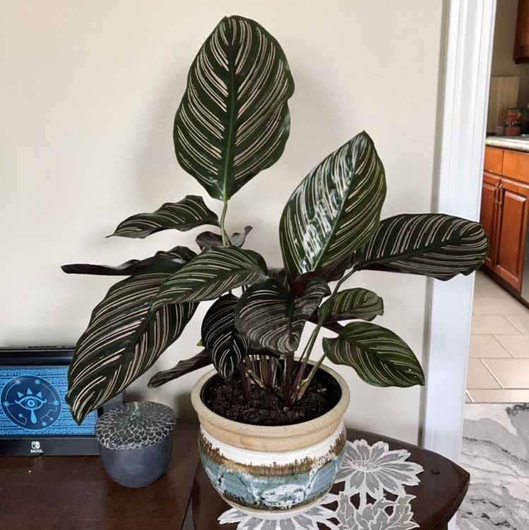 Pinstripe Calathea plant photo by @Nataleaf named Miranda on Greg, the plant care app.