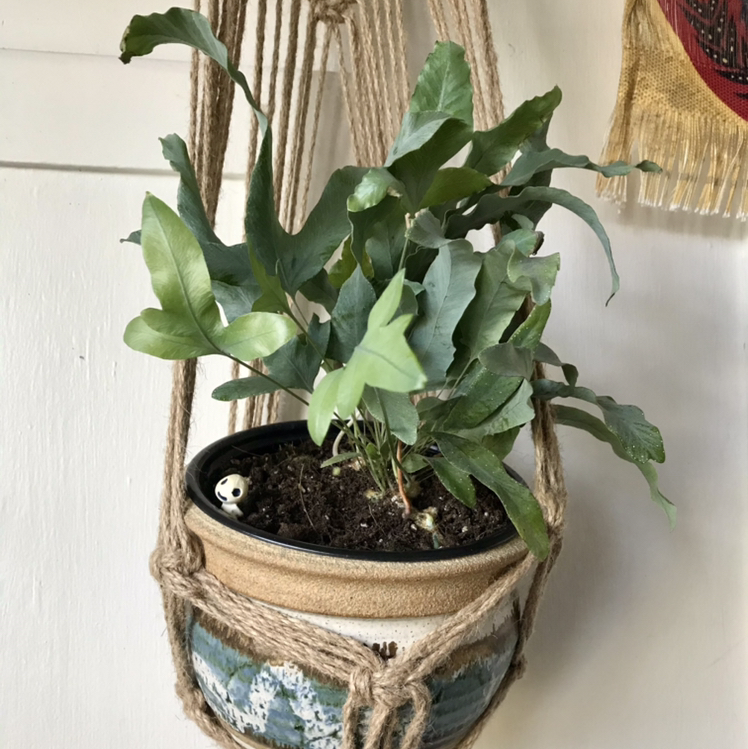 Blue Star Fern in a hanging pot with healthy green leaves and visible soil.