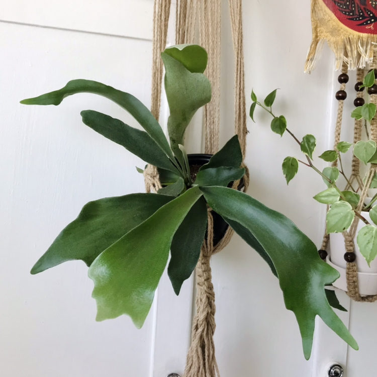 Photo of the plant species Platycerium Alcicorne by @Nataleaf named Osprey on Greg, the plant care app