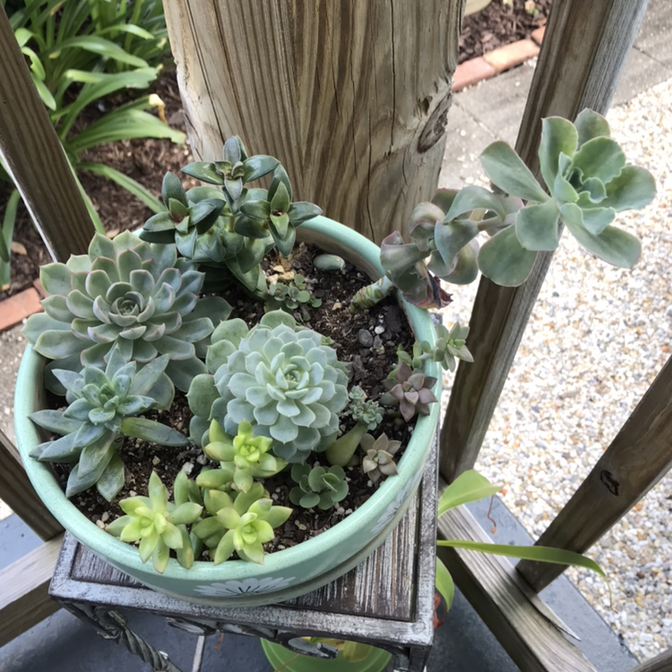 Potted Blue Echeveria succulent arrangement on a wooden stand.