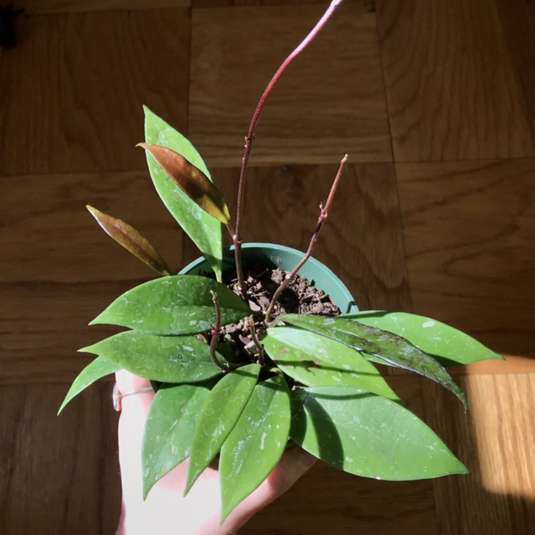 Hoya Pubicalyx plant in a small pot with vibrant green leaves and new growth.