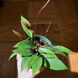 Hoya pubicalyx plant in New Orleans, Louisiana