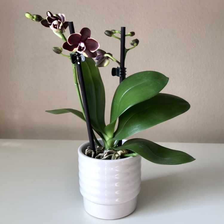 Mini Phalaenopsis Orchid in a white pot with blooming flowers and healthy green leaves.