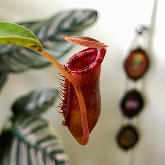 Nepenthes lowii x ventricosa 'Red' plant in New Orleans, Louisiana