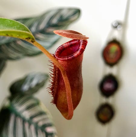 Photo of the plant species Nepenthes lowii x ventricosa 'Red' by Nataleaf named Carlos on Greg, the plant care app
