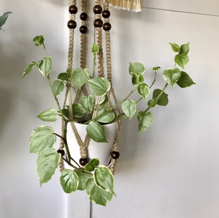 Healthy variegated Peperomia argyreia plant with glossy green and white striped leaves hanging in macrame against white wall.