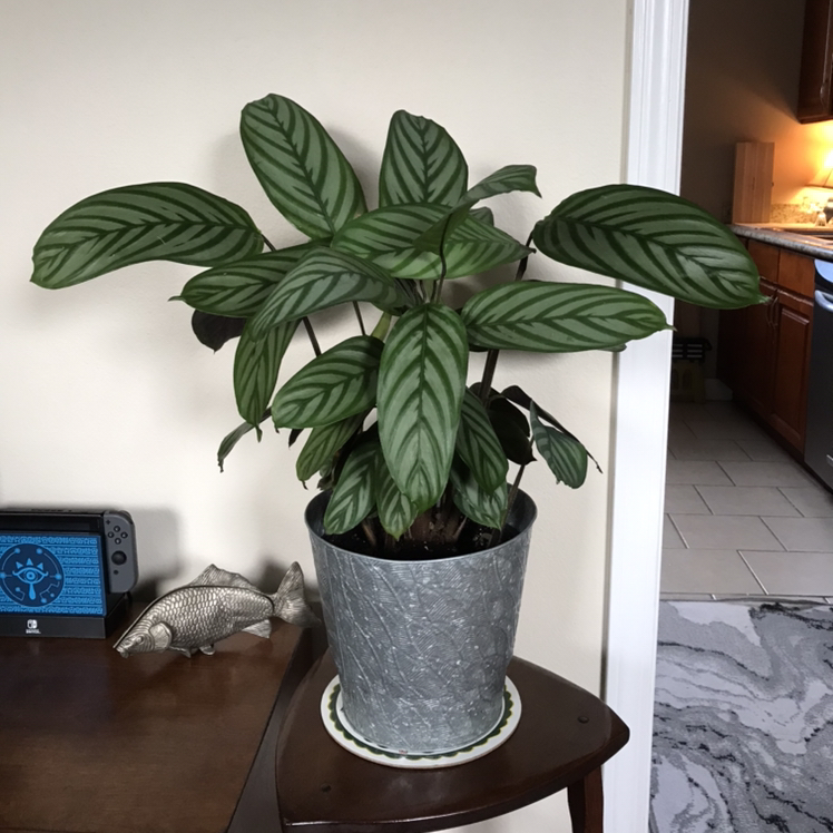 Healthy Never Never Ctenanthe plant in a pot on a small table, with green leaves and dark green patterns.