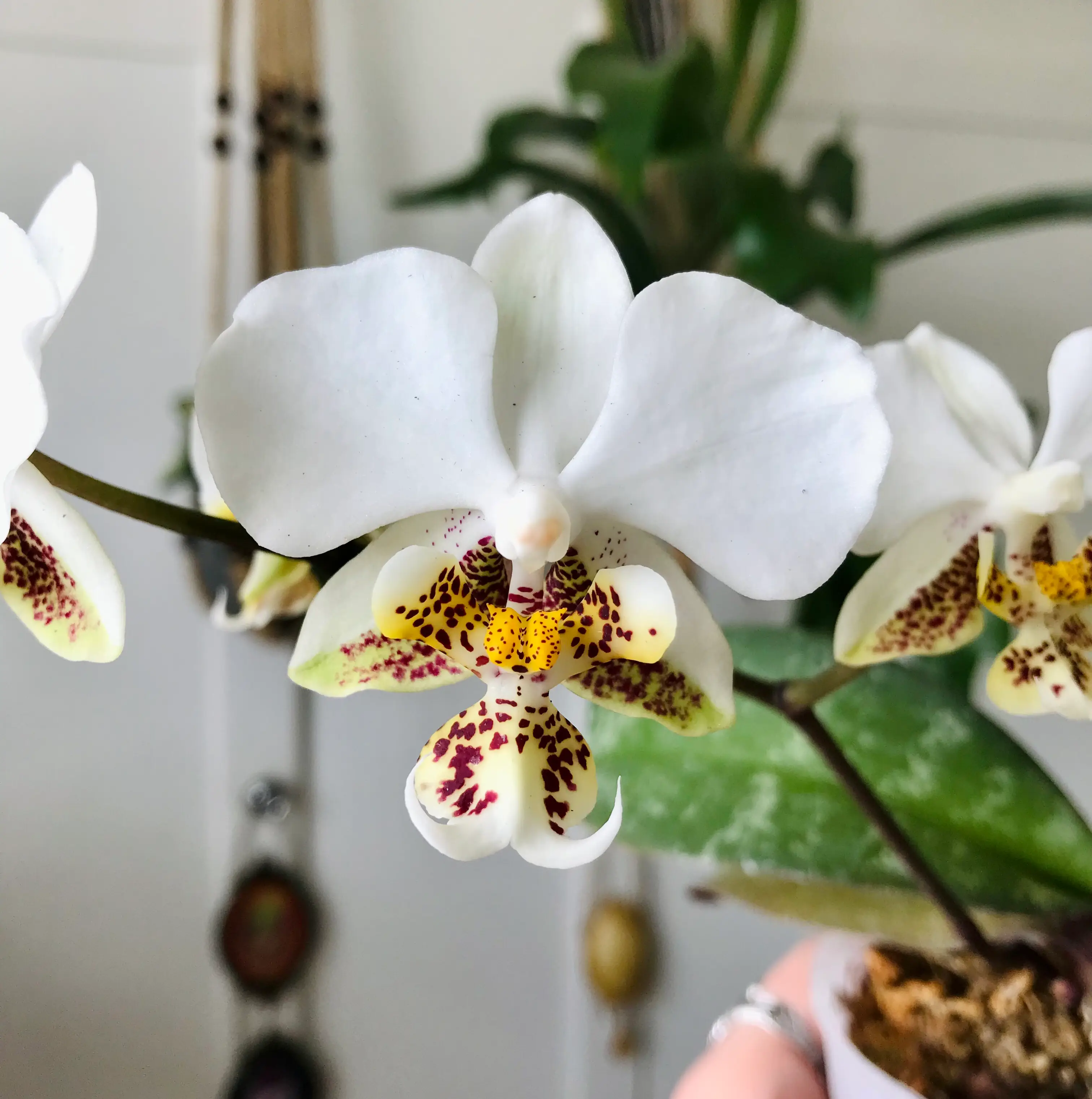 Photo of the plant species Phal stuartiana by @Nataleaf named stuartiana tipo on Greg, the plant care app