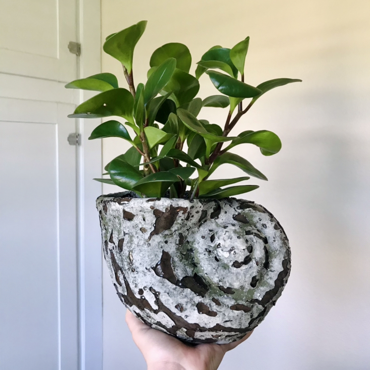 Baby Rubber Plant plant photo by @Nataleaf named Vivian on Greg, the plant care app.
