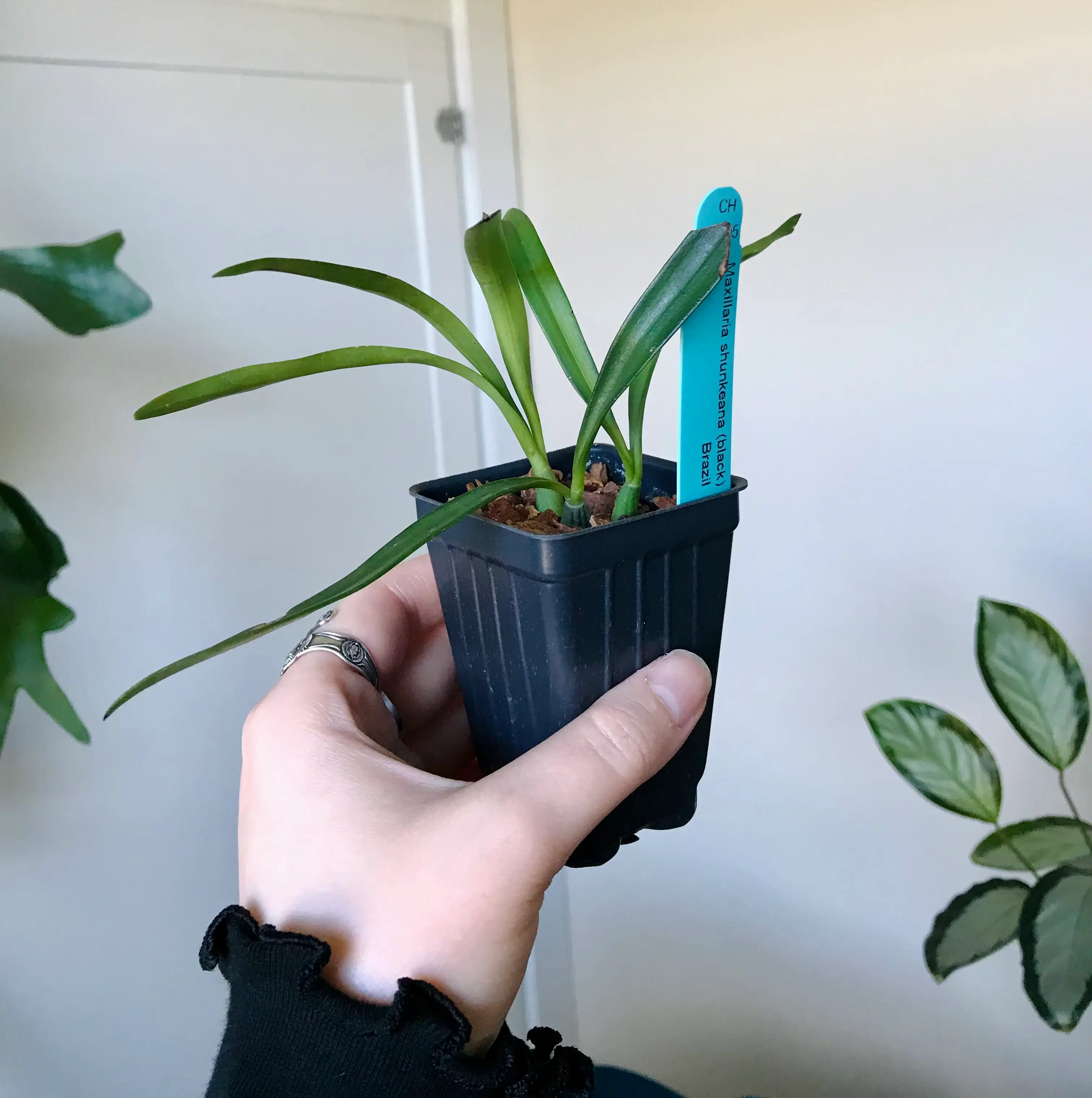 Photo of the plant species Maxillaria schunkeana by @Nataleaf named Xenomorph on Greg, the plant care app