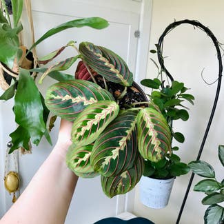 Green Prayer Plant plant in New Orleans, Louisiana