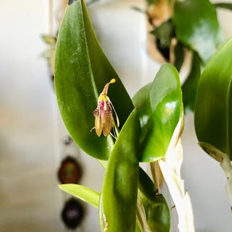 Fly-carrying restrepia plant in New Orleans, Louisiana