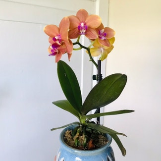 Mini Phalaenopsis Orchid plant in New Orleans, Louisiana