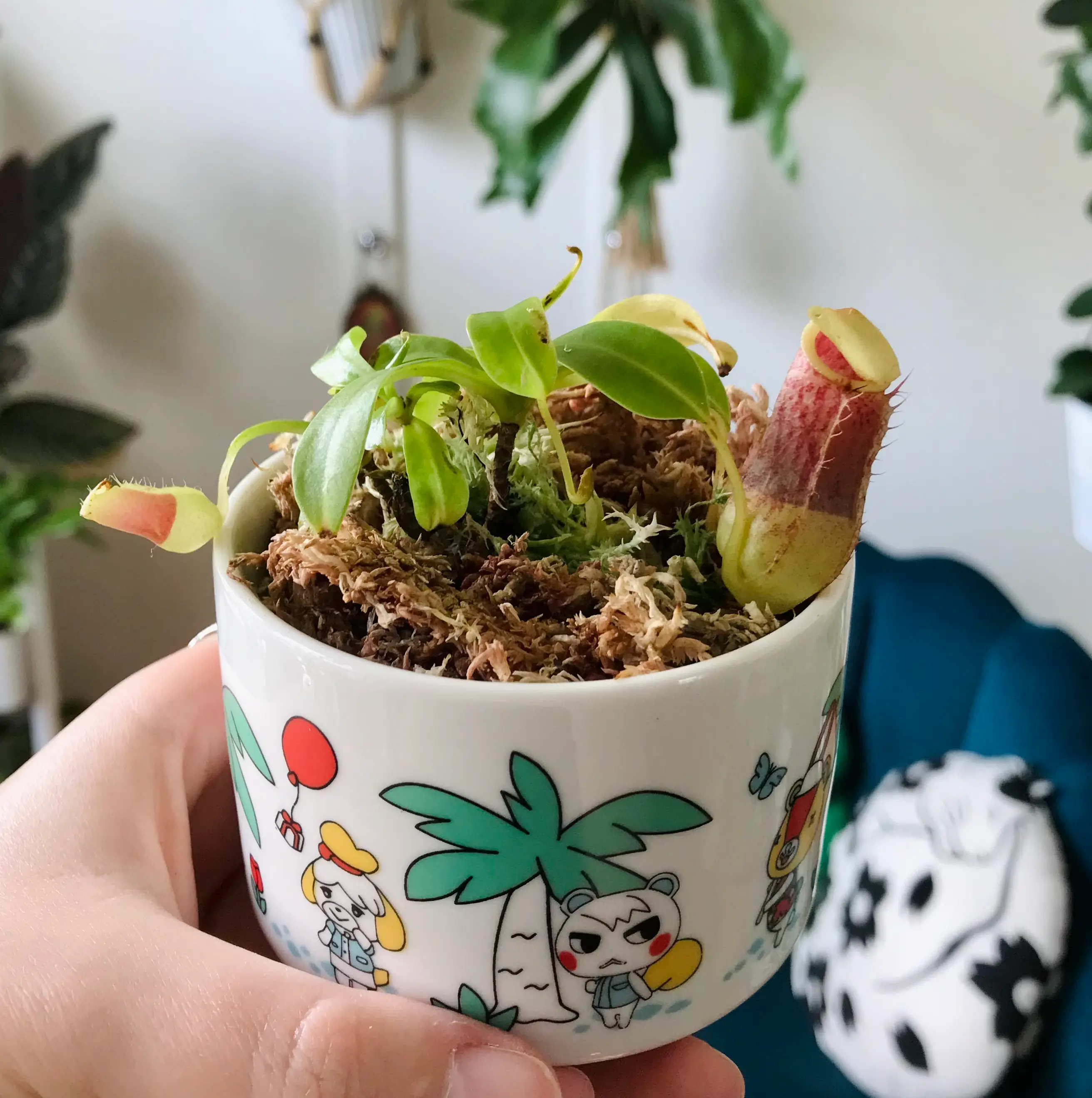 Photo of the plant species Nepenthes burkei by @Nataleaf named Burkei on Greg, the plant care app