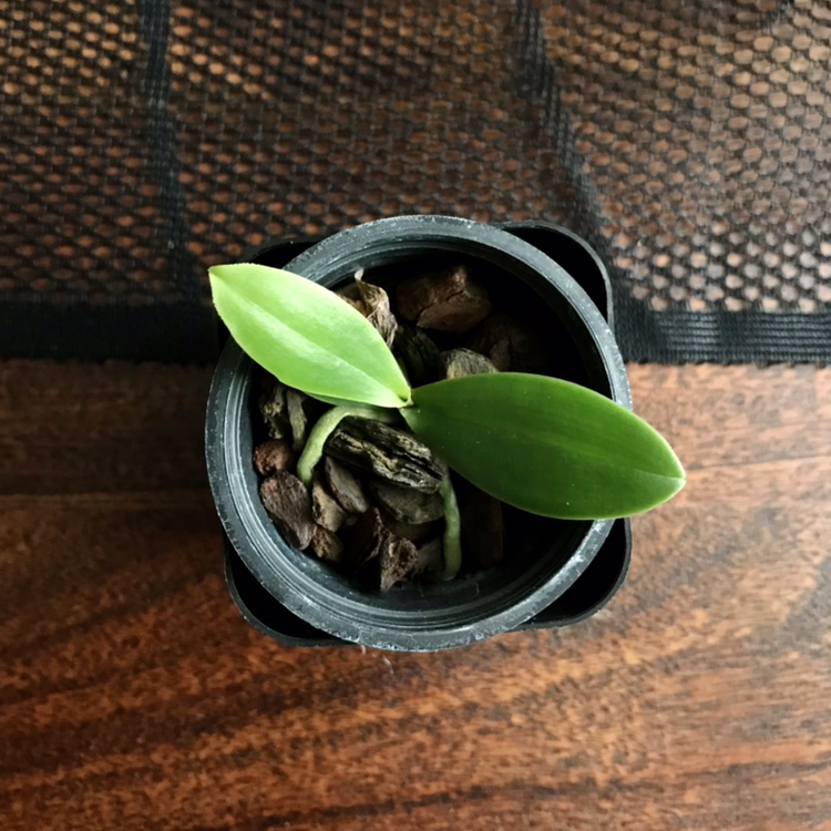 Photo of the plant species Sedirea japonica by @Nataleaf named Okami on Greg, the plant care app