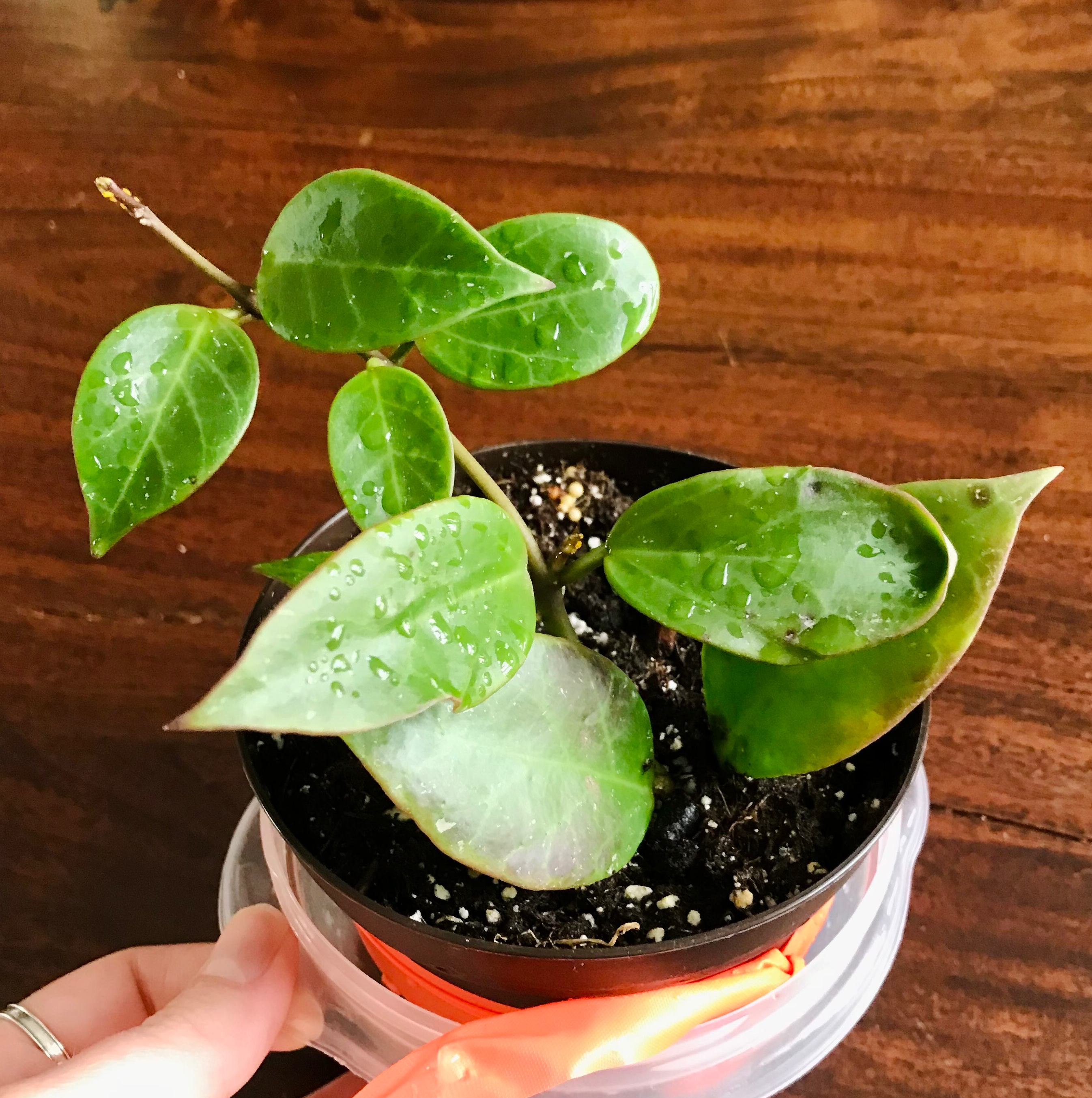 Hoya 'Sunrise' plant in a small pot with visible soil and healthy leaves.