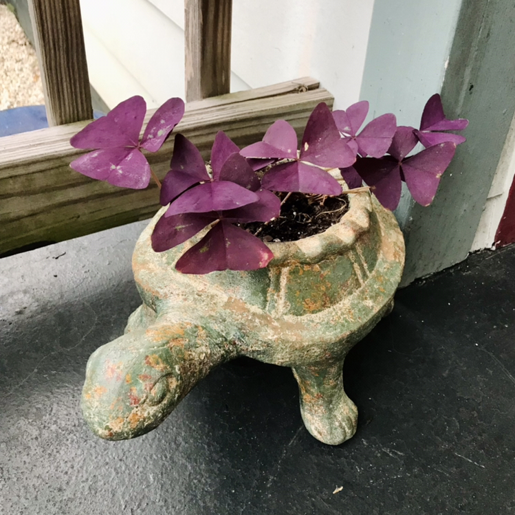 Healthy Purple Shamrocks plant with vibrant triangular leaves in a green ceramic turtle planter on a windowsill.