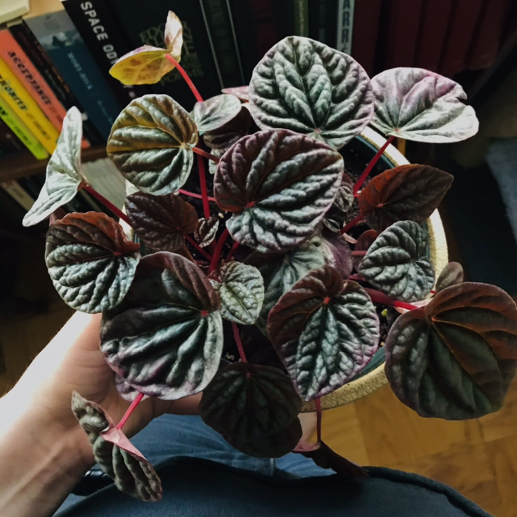 Peperomia Caperata plant photo by @Nataleaf named Ruby on Greg, the plant care app.