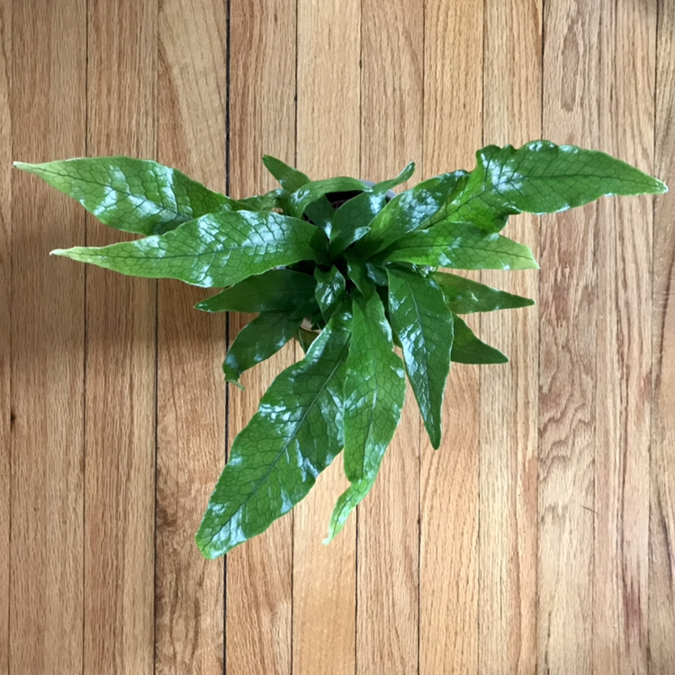 Photo of the plant species Crocodile Fern by @Nataleaf named Falkor on Greg, the plant care app