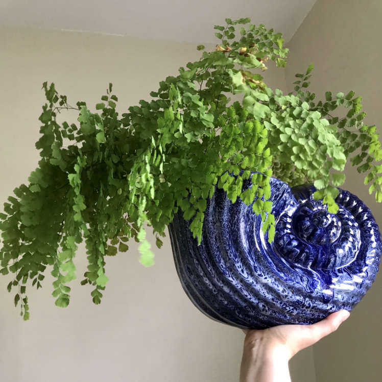 Maidenhair Fern in a blue, shell-shaped pot held by a hand.
