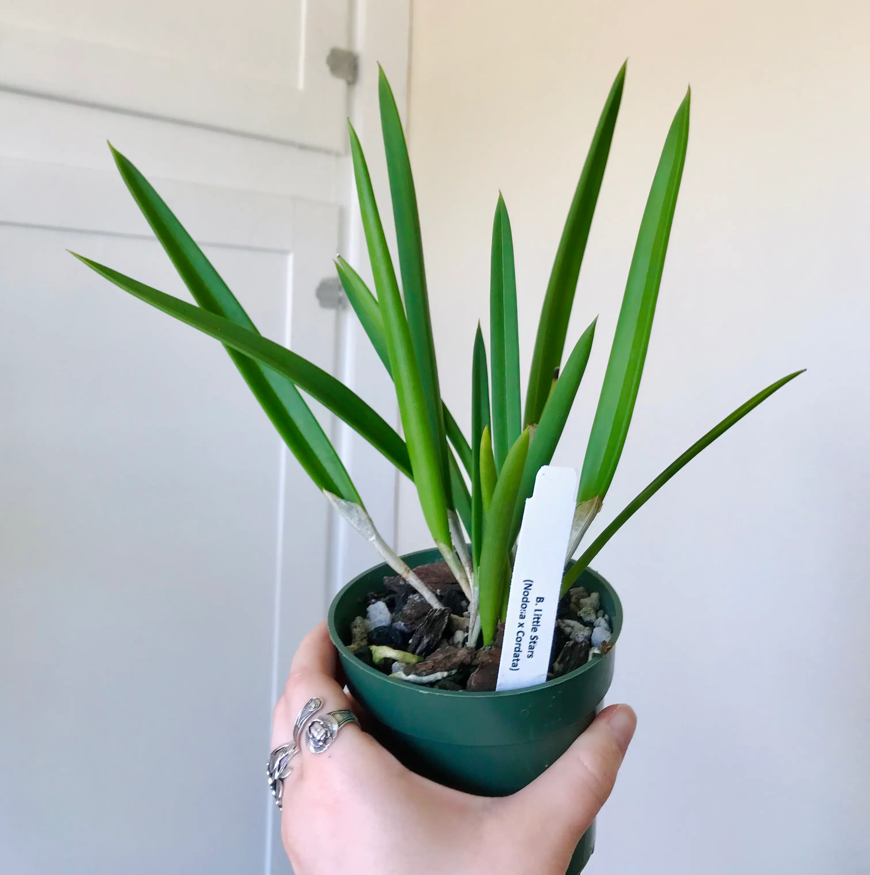 Photo of the plant species Brassavola Little Stars by @Nataleaf named Little Stars on Greg, the plant care app