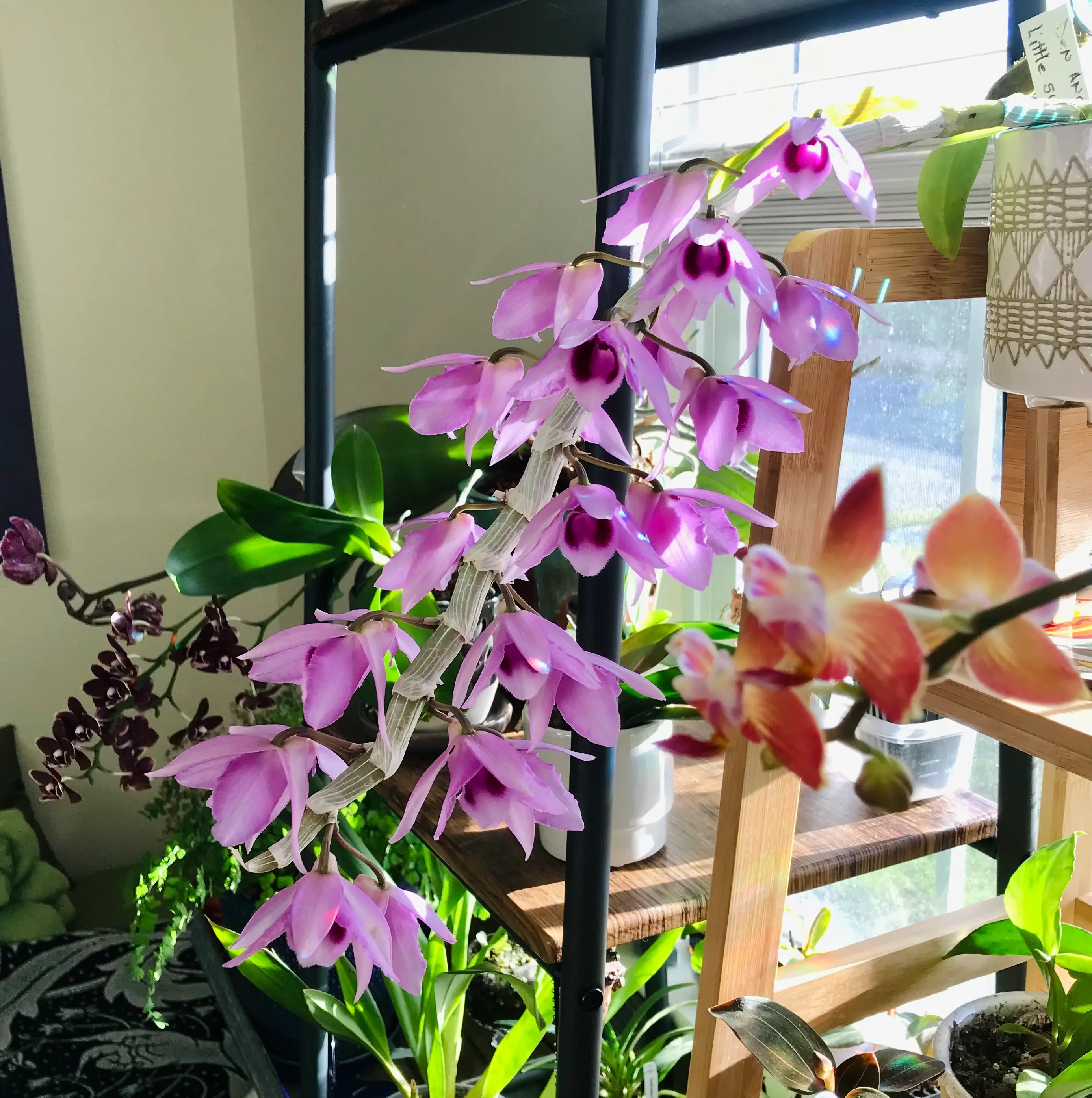Photo of the plant species Hono Hono Orchid by @Nataleaf named Little Sweet Scent on Greg, the plant care app