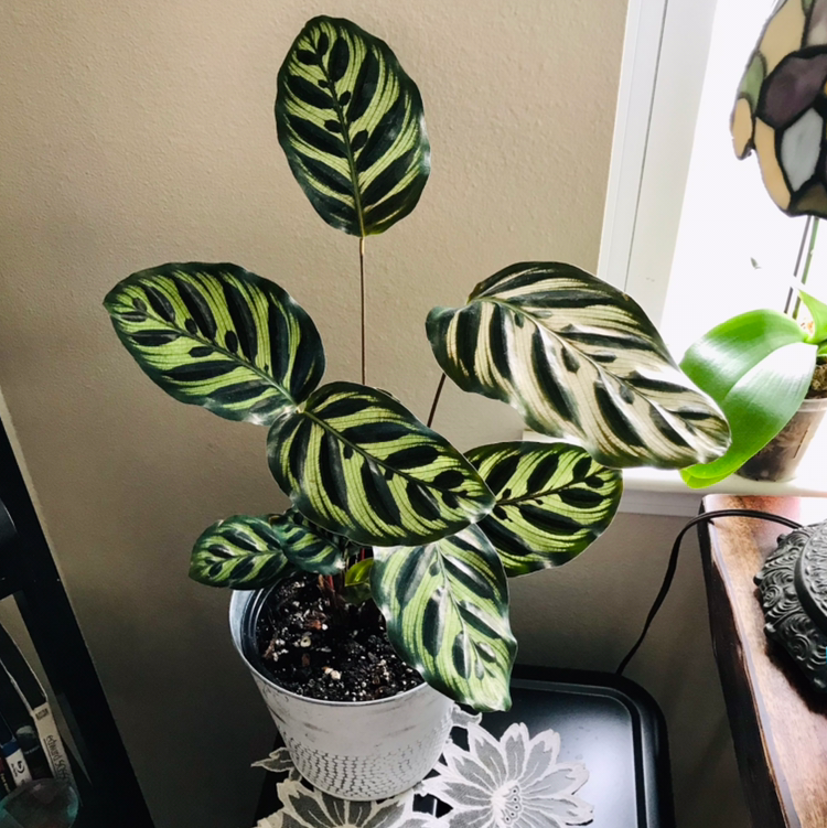 Cathedral Windows plant with variegated leaves in a pot, soil visible.