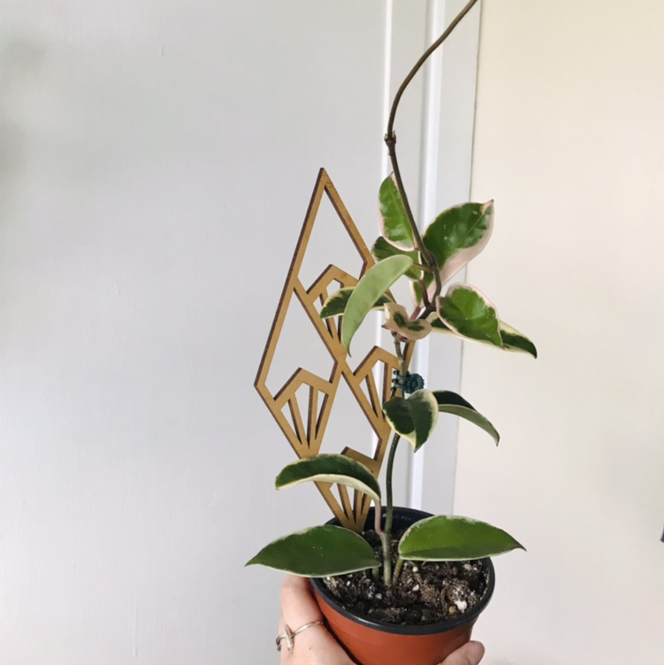 Photo of the plant species Hoya Krimson Queen by @Nataleaf named Mae on Greg, the plant care app