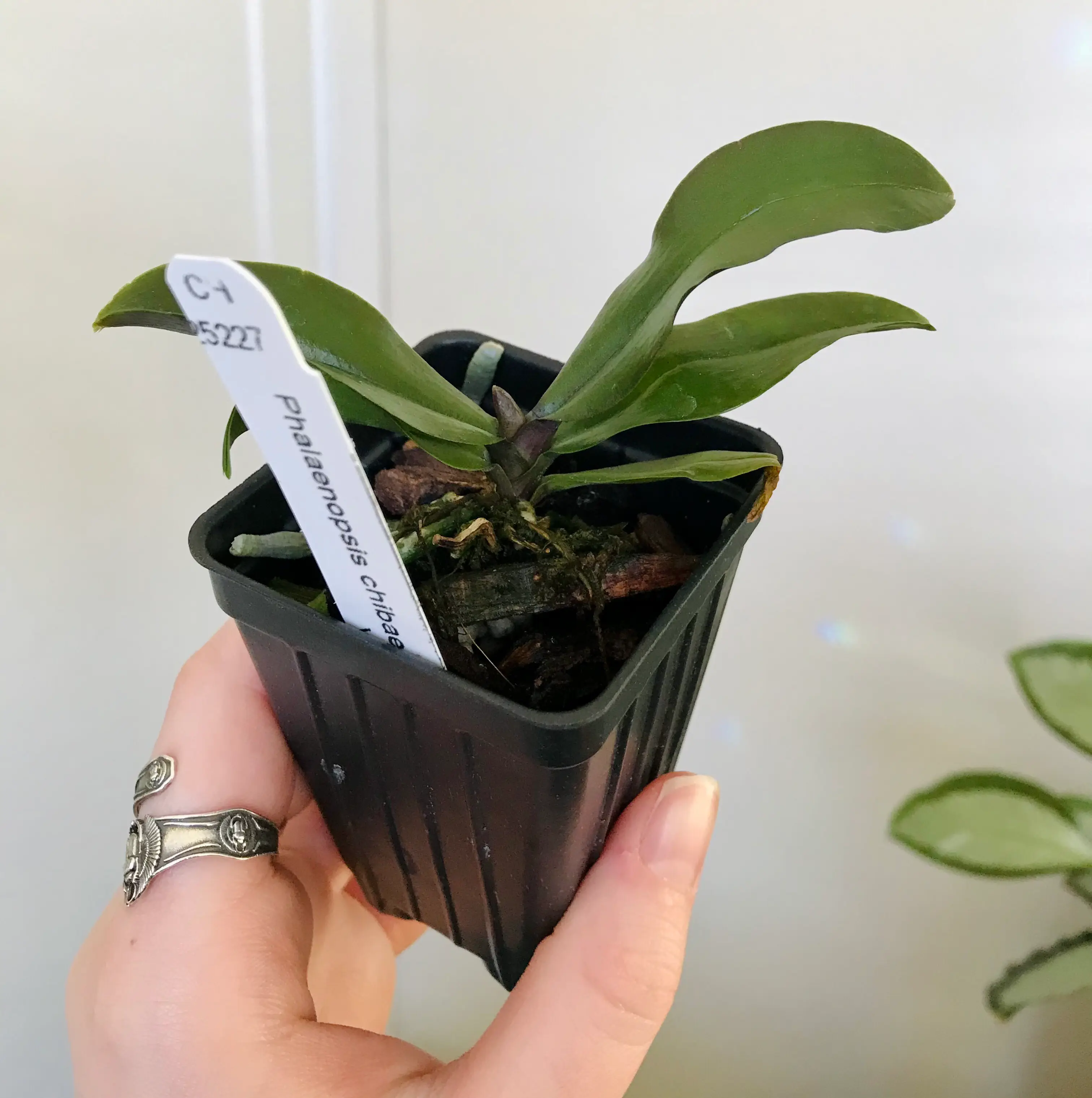 Photo of the plant species Chiba's Phalaenopsis by @Nataleaf named Issun on Greg, the plant care app