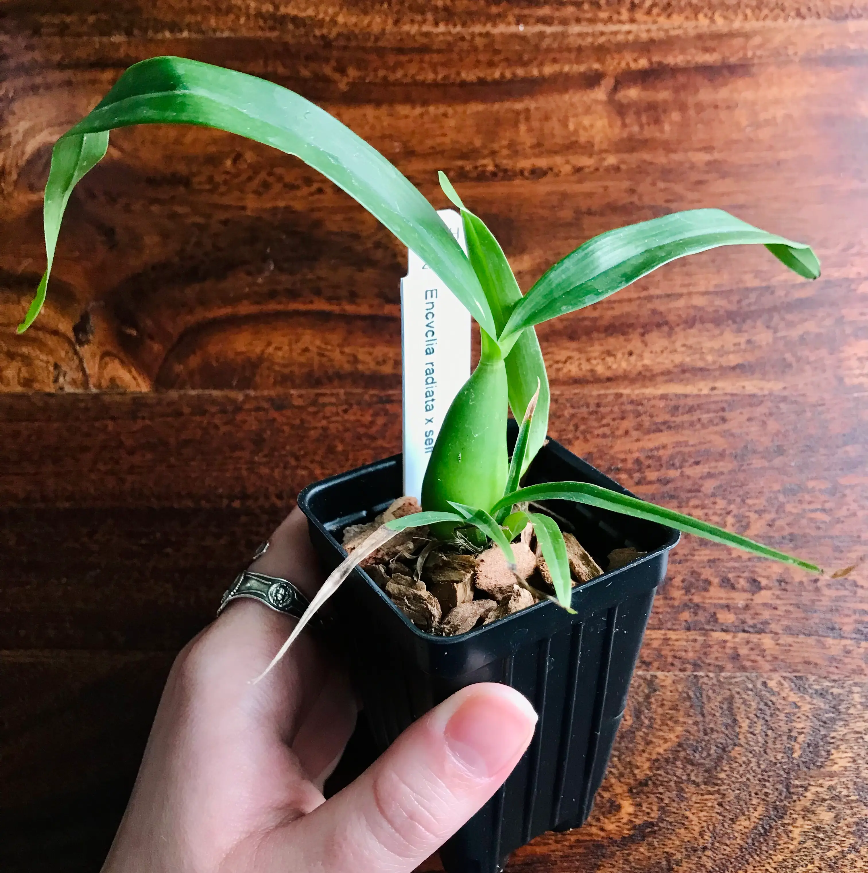 Photo of the plant species Encyclia Radiata by @Nataleaf named Stelmaria on Greg, the plant care app