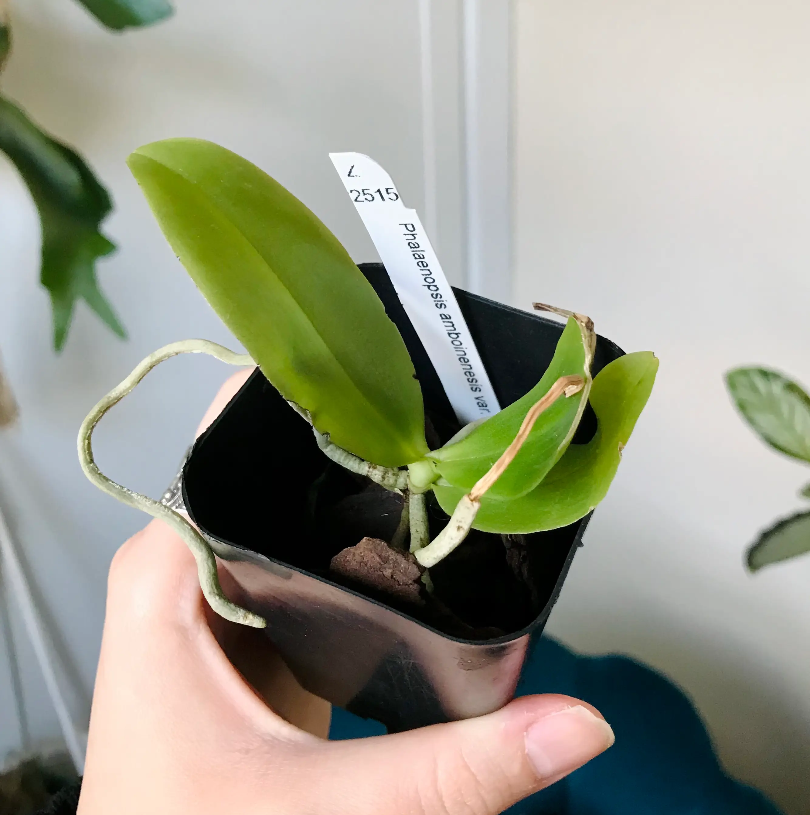 Photo of the plant species Month Sulawesi orchid by @Nataleaf named Vermilion on Greg, the plant care app