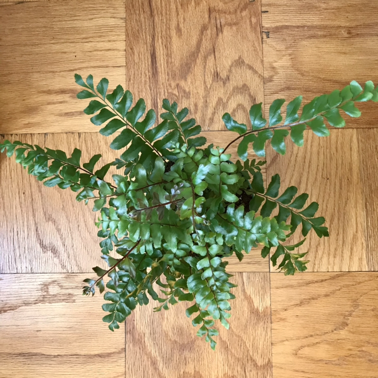 Plant care for Didymochlaenaceae on Greg, the plant care app