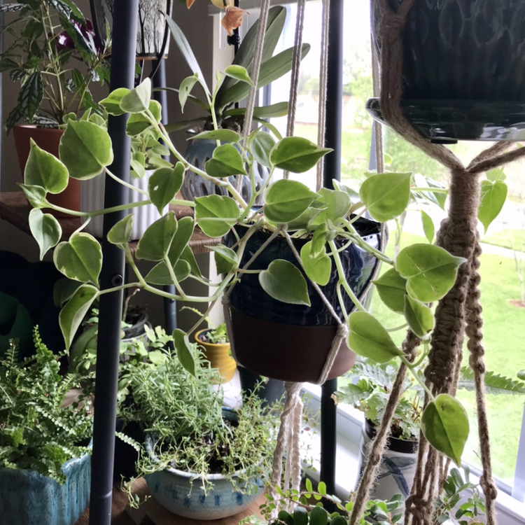 Healthy Vining Peperomia with round green leaves growing in hanging planters in a sunny window.