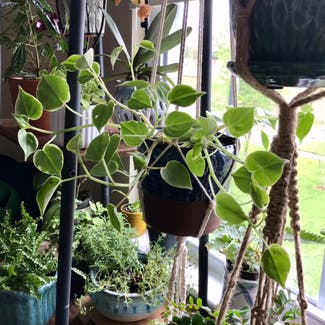 Vining Peperomia plant in New Orleans, Louisiana