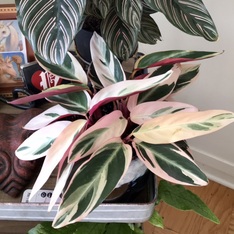 Photo of the plant species Triostar Stromanthe by @Nataleaf named Saturn on Greg, the plant care app