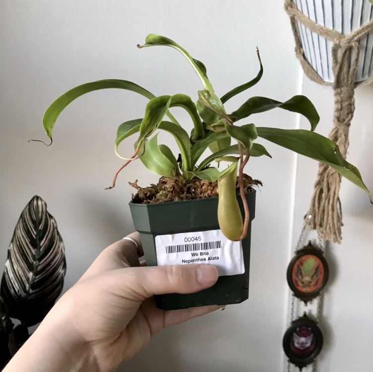 Tropical Pitcher Plant (Nepenthes alata) in a small pot, held by a hand.