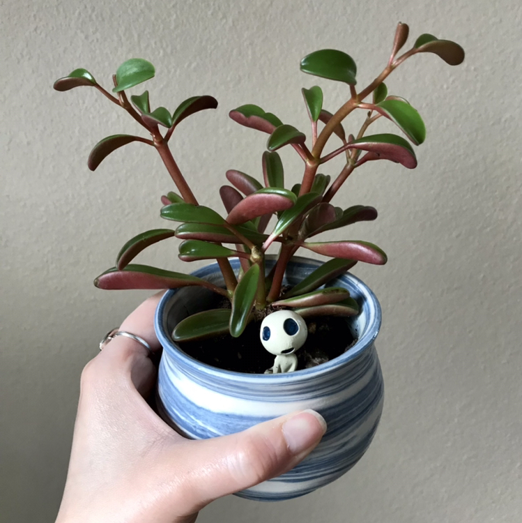 Peperomia graveolens 'Ruby Glow' plant in a small pot held by a hand.
