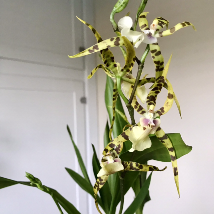 Photo of the plant species Spider Orchid by @Nataleaf named Skulltula on Greg, the plant care app
