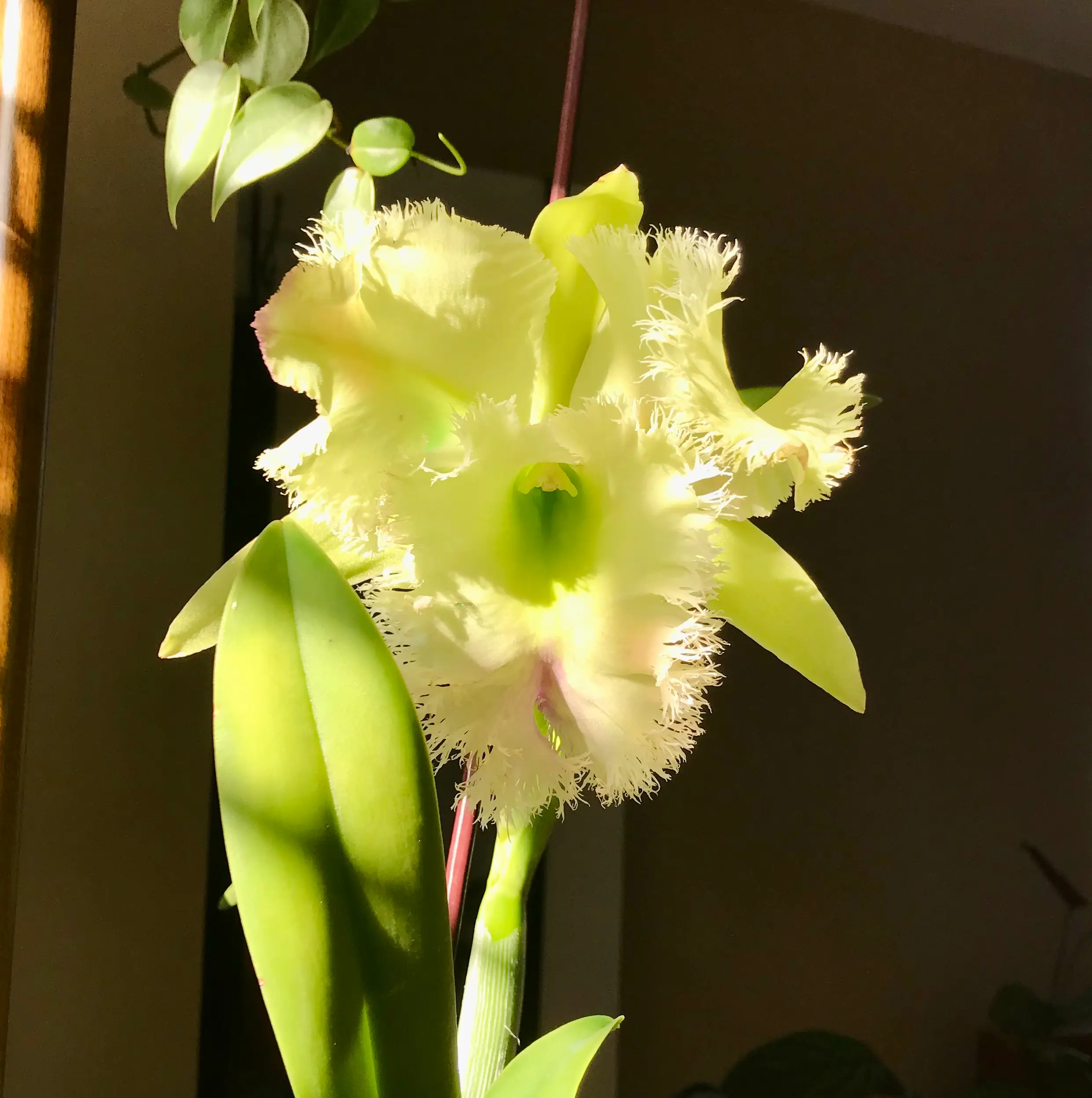 Photo of the plant species Golf Green Hair Pig Orchid by @Nataleaf named Hair Pig on Greg, the plant care app