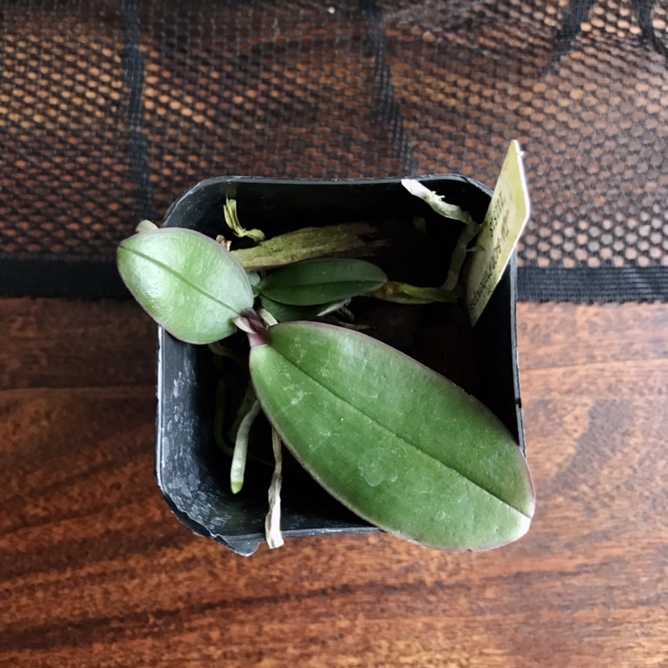 Photo of the plant species Phal stuartiana by @Nataleaf named Stuartiana on Greg, the plant care app