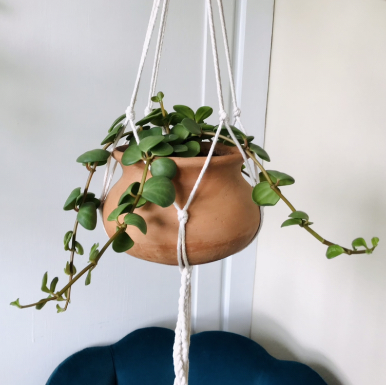 Peperomia 'Hope' plant in a hanging terracotta pot with healthy green leaves.