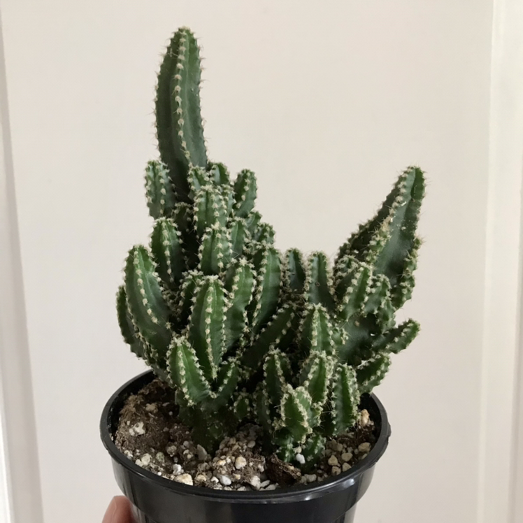 Photo of the plant species Fairy Castle Cactus by @Nataleaf named Castlevania on Greg, the plant care app