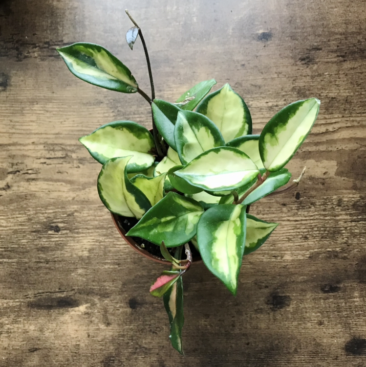 Photo of the plant species Krimson Princess Hoya by @Nataleaf named Peach on Greg, the plant care app